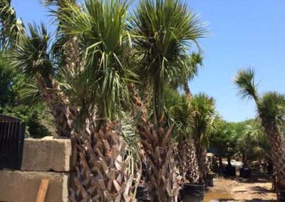 Palm-Trees-Plano