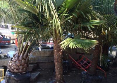 palm-trees-plano