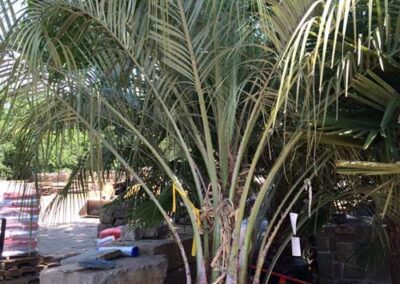 palm-trees-plano